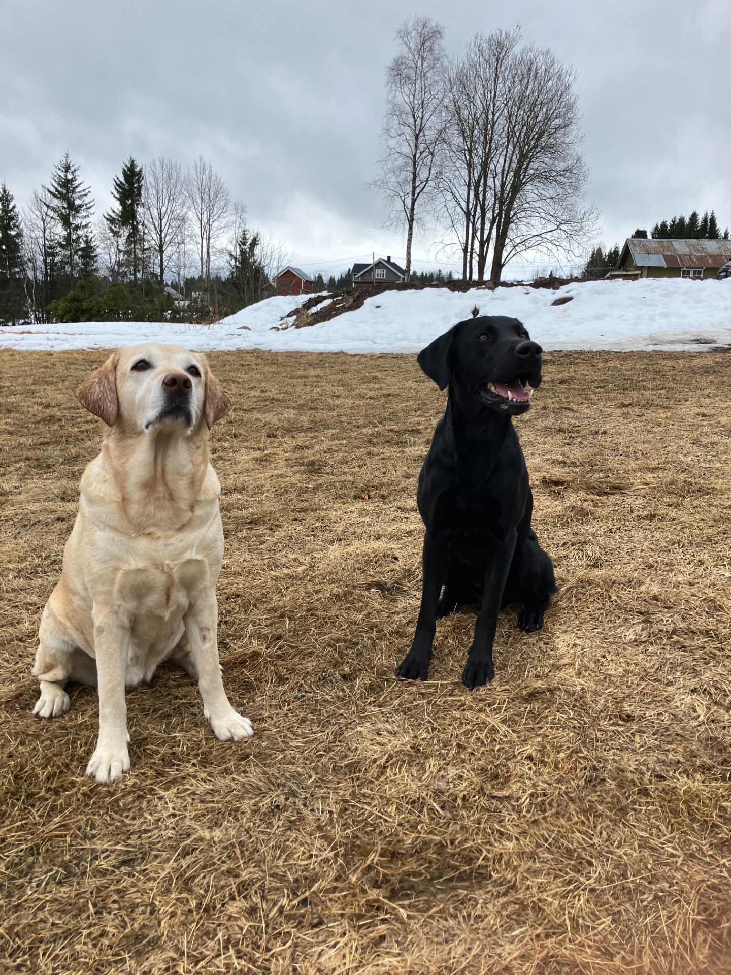 Ella og Bowie